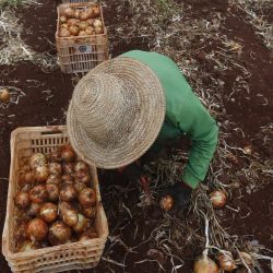 Un trabajador rural cosecha cebollas en una granja, en Palmital, en el estado de Minas Gerais, Brasil. | Foto:Xinhua/Lucio Tavora