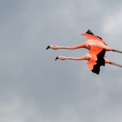 Los flamencos de Ansenuza son una postal constante sobre el agua de la laguna Mar Chiquita