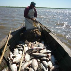 El pacú y el manguruyú mostraron tendencias positivas en el sector monitoreado de las pesquerías de la provincia de Cha
