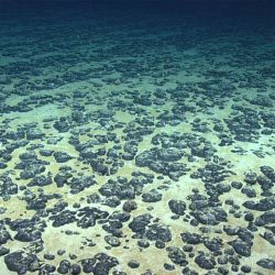 Image of the deep seabed floor, showing polymetallic nodules
