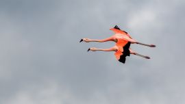 Los flamencos de Ansenuza son una postal constante sobre el agua de la laguna Mar Chiquita