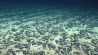seabed floor polymetallic nodules