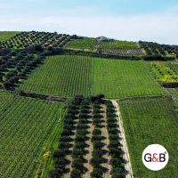 G&B Aceitunas