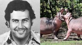 Hipopótamos Pablos Escobar