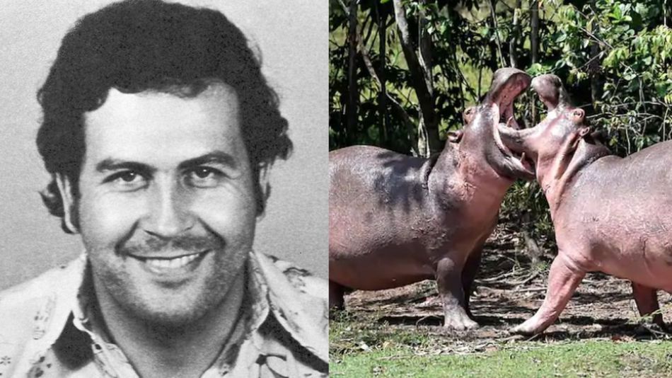 Hipopótamos Pablos Escobar