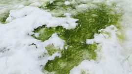 La Antártida está perdiendo cada vez más su majestuosa tonalidad blanca.