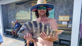 El pez sargo chopa o Archosargus probatocephalus, se localiza en el golfo de México y la costa occidental del Atlántico.