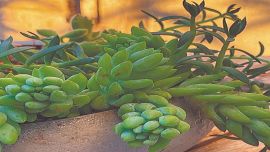 Suculentas: No excederse con el riego. Se recomienda hacerlo solo cada 10 a 15 días.