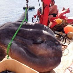 Anteriormente pescadores de la región habían atrapado con sus redes a un pez luna colosal de 500 kilos.