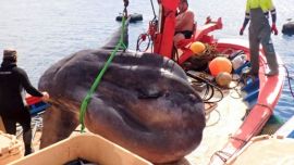 Anteriormente pescadores de la región habían atrapado con sus redes a un pez luna colosal de 500 kilos.