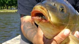 Una de las apuestas para enfrentar el aumento poblacional de la carpa es darle valor deportivo a la especie.