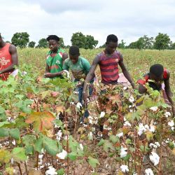 Los agricultores cosechan algodón en el campo cerca de Boromo en Burkina Faso. | Foto:Issouf Sanogo / AFP