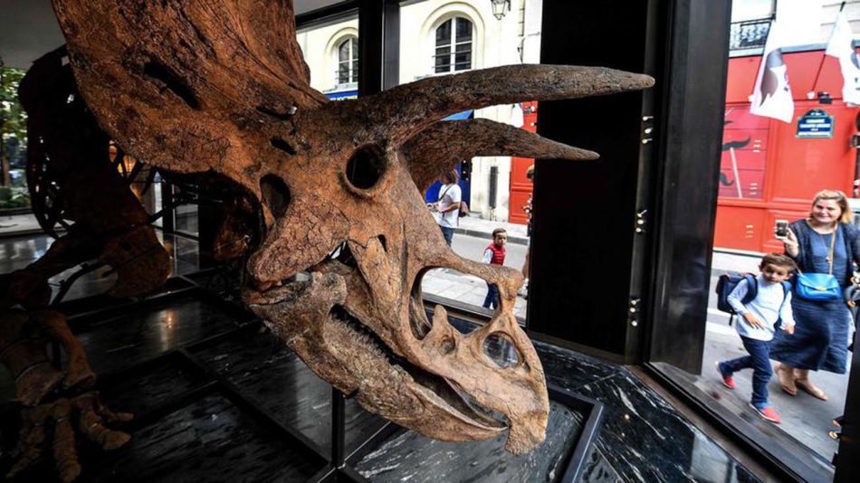 Big John, un triceraptor de 8 metros de largo restaurado 20211021
