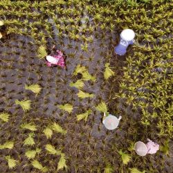 Esta imagen aérea muestra a los agricultores trabajando en un campo de arroz en el pueblo de Krueng Seunong, Aceh del Norte. | Foto:AZWAR IPANK / AFP