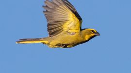Los 18 cardenales amarillos fueron liberados en el sur de la provincia de Buenos Aires.