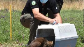 Había sido rescatado en el mes de agosto en una zona rural de la localidad de Pozo del Tigre