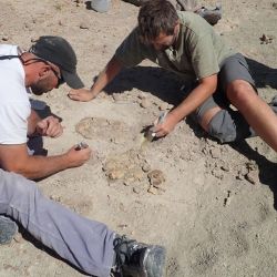 Entre los esqueletos encontrados, había pichones, adolescentes de un año, sub-adultos, como así también varios dinosaurios adultos.