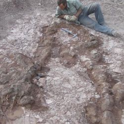 Serían los primeros fósiles conocidos pertenecientes a la especie “Mussaurus Patagonicus”.