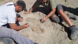 Entre los esqueletos encontrados, había pichones, adolescentes de un año, sub-adultos, como así también varios dinosaurios adultos.