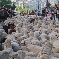 Personas observan a ovejas y cabras caminando por el centro de la ciudad con motivo de la Fiesta de la Trashumancia, en Madrid, España. | Foto:Xinhua/Meng Dingbo