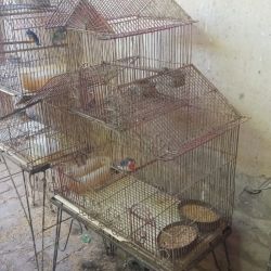Las aves se encontraban en jaulas, en el interior de un taller mecánico.las. 