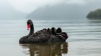 Cisne negro 20211028