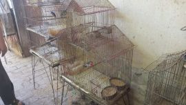 Las aves se encontraban, en jaulas, en un taller mecánico.