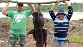 La especie tiene cuidados diferentes según la provincia.