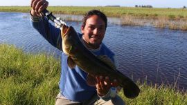 Su reproducción no es como otras especies que pueblan los pesqueros bonaerenses.