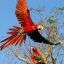 1028_guacamayo rojo