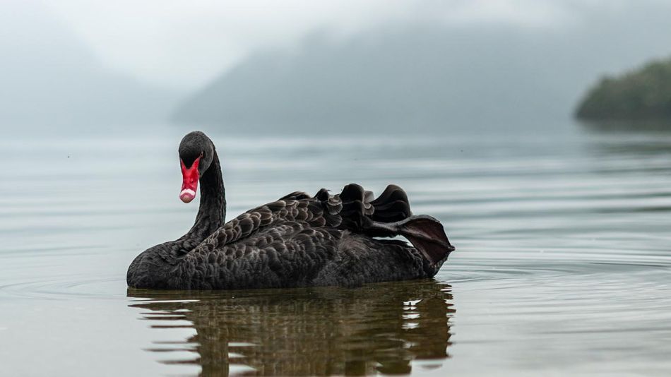Cisne negro 20211028