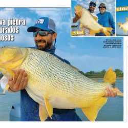 Dorados de casi 20 kilos.