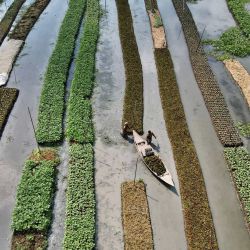 En esta fotografía aérea unos agricultores vadean un campo inundado junto a unas hortalizas que crecen en lechos de siembra, hechos de capas apiladas de jacinto de agua y bambú atadas por sus raíces para crear una balsa, en Mugarjhor a unos 200 kilómetros al sur de Dhaka. | Foto:MUNIR UZ ZAMAN / AFP