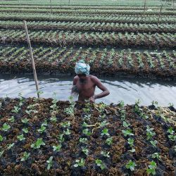 Un agricultor de pie en un campo inundado comprueba las hortalizas que crecen en los lechos de siembra, hechos de capas apiladas de jacinto de agua y bambú atadas por sus raíces para crear una balsa, en Mugarjhor a unos 200 kilómetros (120 millas) al sur de Dhaka. | Foto:MUNIR UZ ZAMAN / AFP