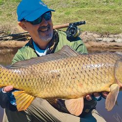 Sorprende que haya grandes carpas, como este ejemplar de unos 7 kilos, en pequeños cursos de agua. Luchas épicas en pequeñas estructuras.