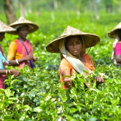 Imagen de mujeres recolectando hojas de té en un jardín de té, en Sreemangal, Bangladesh. La cosecha de té está en pleno apogeo en Sreemangal que es conocida por la producción de té en Bangladesh. | Foto:Xinhua/Str