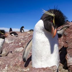 Se trata de la colonia de pingüinos más cercana al continente de todo el planeta, 
