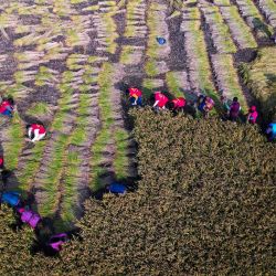 Esta foto aérea muestra a voluntarios ayudando a los agricultores a cosechar arroz en Huzhuang, en la provincia oriental china de Jiangsu. | Foto:AFP