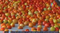 Golpe al bolsillo: el motivo detrás del increíble aumento en el precio de los tomates