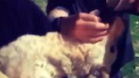 Perro Fernet Mendoza