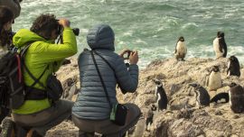 La temporada de avistaje tiene lugar entre los meses de octubre y abril.