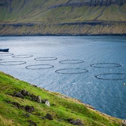 Grandes redes circulares en mar abierto utilizadas para la cría de salmón son fotografiadas entre las islas de Bordoy y Vidoy, cerca del pueblo de Vidareidi en las Islas Feroe. - Las Islas Feroe son conocidas por su pesca y la cría de ovejas como principales industrias. | Foto:JONATHAN NACKSTRAND / AFP