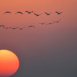 Aves migratorias vuelan sobre la Reserva Natural Nacional de Momoge, en el distrito de Zhenlai, noreste de China. | Foto:Xinhua/Zhang Nan