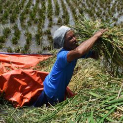 Los agricultores rescatan los tallos de arroz arrancados de sus campos inundados en Bandung. | Foto:Timur Matahari / AFP