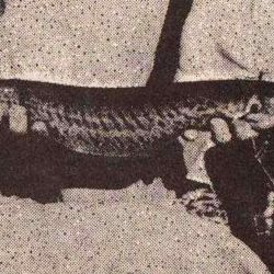 Este raro pez pertenece al orden de los Gymnotiformes, según el Tratado de los peces argentinos de agua dulce de Raúl Ringuelet y Raúl Aramburu, y su nombre vernáculo es bombilla, seguramente por la forma tubular de su boca.