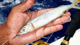 Se trató de un ejemplar similar a una caballa, de lomo verdoso tornasolado, con fina estola amarilla y panza rojiza, de escamas muy finas.