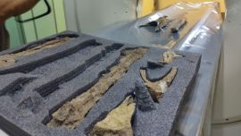 La tomografía computada se efectuó sobre una serie de materiales fósiles exhibidos en distintos museos de la región.