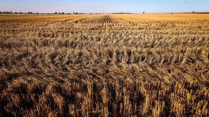 Argentina set for worst wheat harvest in 12 years | Buenos Aires Times