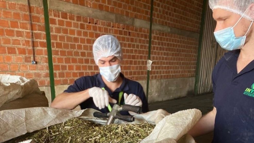 Cultivo de yerba mate: condiciones y buenas prácticas