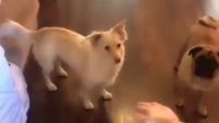 Una perrita sorda se volvió viral